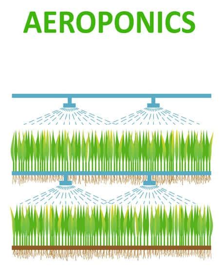 Aeroponics Vs Hydroponics: The Difference Explained