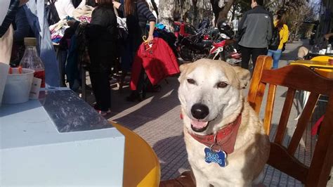 Corchito Il Cane Che Fa Compagnia Alle Persone Sole Al Bar La Stampa