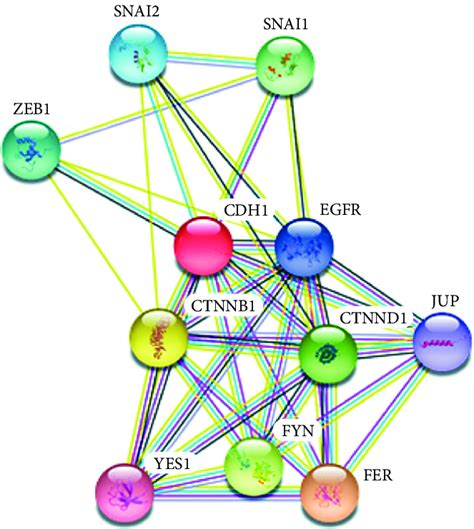 Protein-protein interaction of CDH1 gene using STRING | Download Scientific Diagram