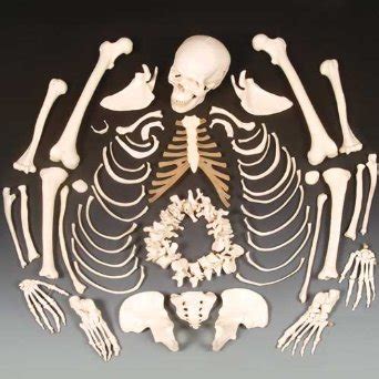 Disarticulated Numbered Unpainted Full Skeleton Learning Set Medwest