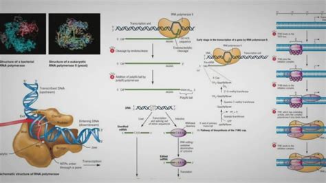 Arn Concepto Estructura Funciones Y Diferencias Con Adn