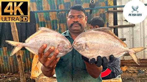 Kasimedu Speed Selvam Black Pomfret Fish Cutting Video In