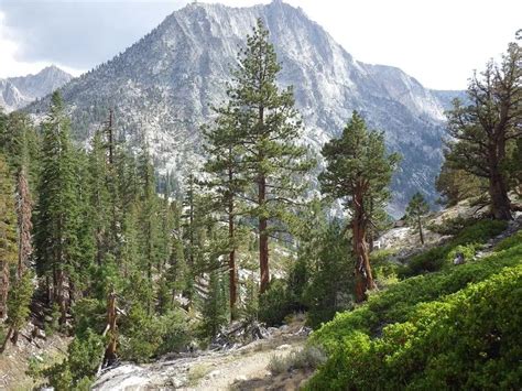 15 Types Of Pine Trees In California Southern And Northern