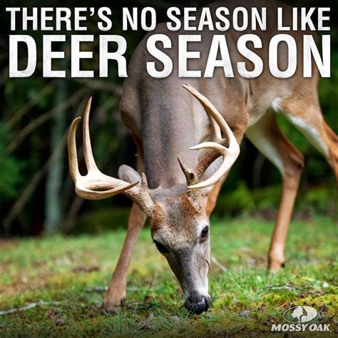 Deer Quotes Quotesgram