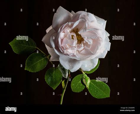 The rose New Dawn is one of the most beautiful varieties of roses Stock Photo - Alamy