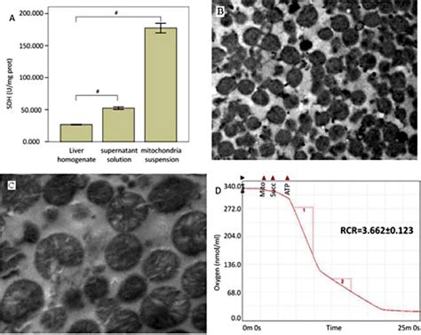 Mitochondria Purity And Functionality A Liver Homogenate