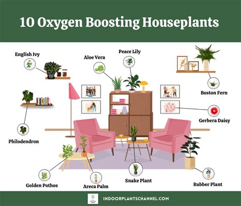 Houseplants You Need In Your Home To Boost Oxygen Levels