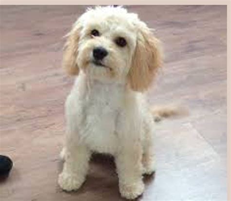 Cavapoo puppy cut - Smart Little Dogs