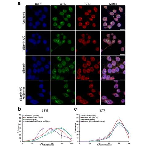 Schematic model suggesting a role for Lamin A/C and Emerin in... | Download Scientific Diagram