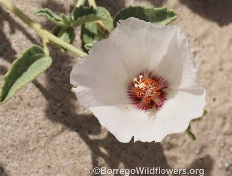 Plantfiles Pictures Hibiscus Species Paleface Rock Hibiscus