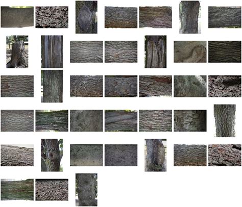 39 High Res Bark Texture Photos Liberated Pixel Cup