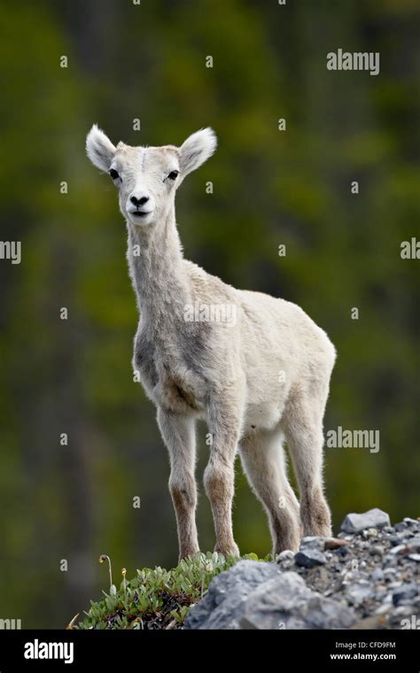 Stone Sheep Ovis Dalli Stonei Lamb Muncho Lake Provincial Park