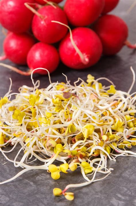 Brotes Y Verdura Del R Bano Como Las Vitaminas Y Minerales Concepto