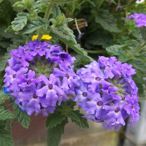 Verbena SUPERBENA Royale Chambray Buy Verbena Annuals Online