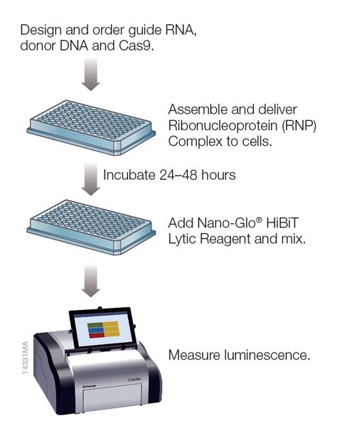 Nanoluc Archives Gen Genetic Engineering And Biotechnology News