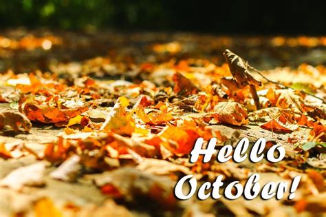 Hello November banner stock image. Image of environment - 79325431