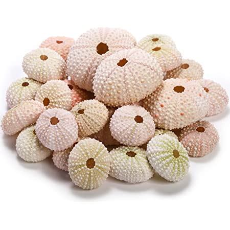 Amazon Worlds Assorted Natural Sea Urchins For Air Plants Craft