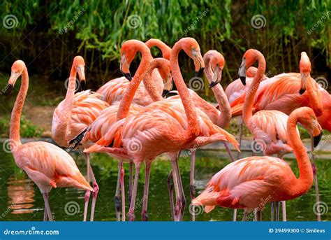 Group Of Red Flamingos Stock Photo Image Of Beak Neck 39499300