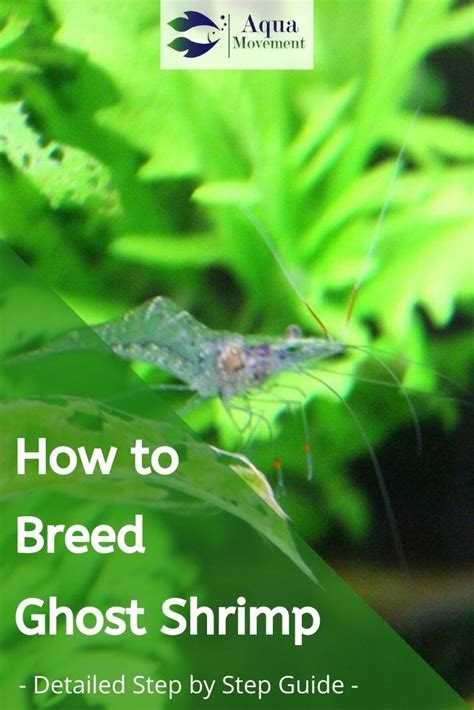 Do You Want To Know More About Ghost Shrimp Breeding Click Here For A