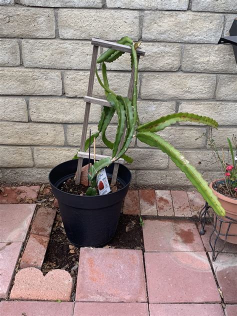 Fixing cactus : gardening