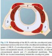 Laryngeal Innervation With Diagrams Dnb Ent Dnb Mentors