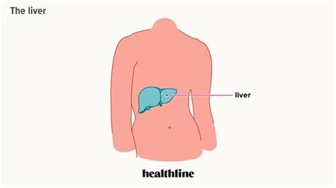 Chevauchement Réjouir rythme what is the largest organ in your body