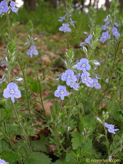 Image Collection Of Wild Vascular Plants Veronica Chamaedrys