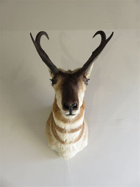 Pronghorn Antelope Shoulder Mount A-113P – Mounts For Sale