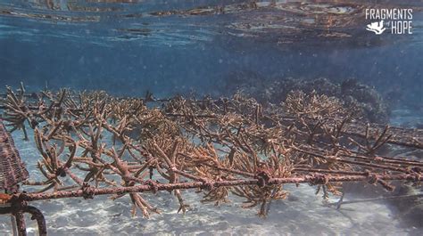 How Belize Is Restoring Its Coral Reefs