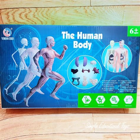 Human Body Model Human Skeleton Set STEM Learning Kids Educational ...