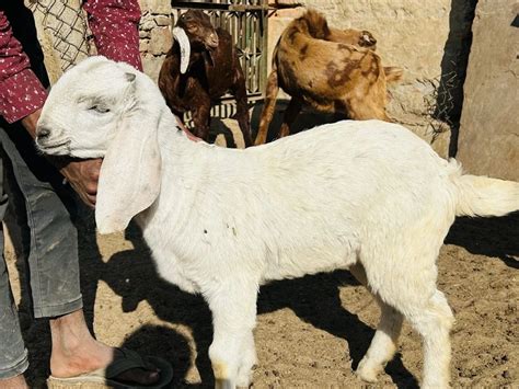 Sojat Male Goat Kg At Rs Kg In Ajmer Id