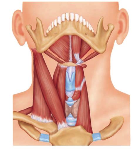 Muscles Of The Anterolateral Neck And Throat Diagram Quizlet