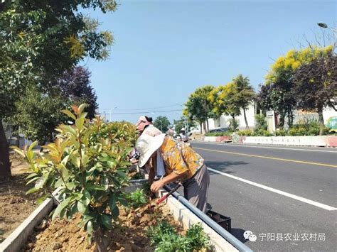 宁阳县人民政府 工作进展情况 宁阳县农村人居环境整治再掀高潮