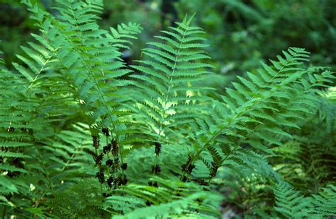 Northland Nature Ferns Thrive In Summer Woods Duluth News Tribune