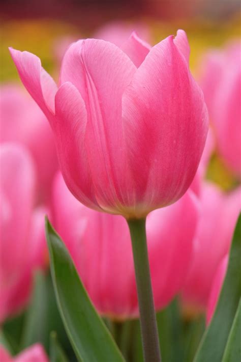pink tulip flower