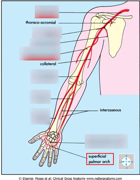 Arteries Of The Upper Extremity Diagram Quizlet