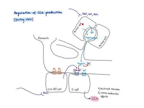 What Does Cck Hormone Do