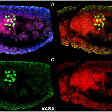 Ros Levels Steadily Increase In Early Stage Drosophila Embryos