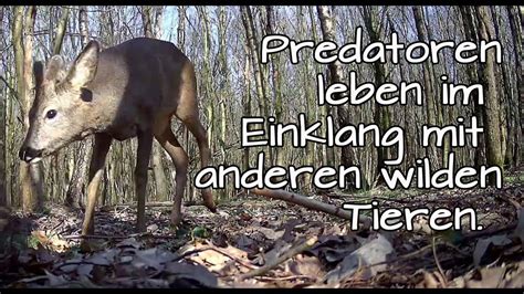 Perfekte Natur Wie Kann Das W Lfe Hirsche Rehe Wildschweine Leben