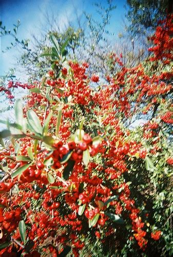 Berries Vivitar Ultra Wide Slim The Vibrant Colours Of Flickr