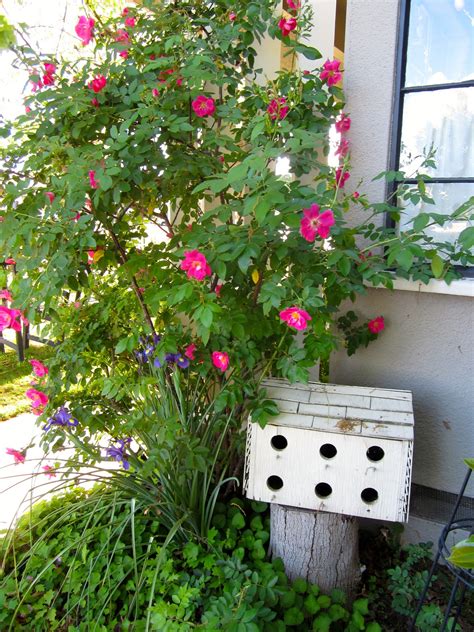 Sweet Bee Cottage: My Cottage Garden Is Buzzing Again