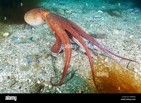 Pulpo Pacifico Fotograf As E Im Genes De Alta Resoluci N Alamy