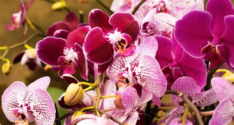 Come Innaffiare La Tua Orchidea In Modo Che Sia Piena Di Fiori Sana E