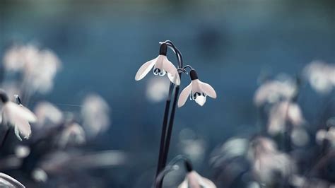 Snowdrops Flores Macro Borrosa Snowdrops Flores Macro Borrosa