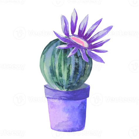 Flowering Cactus In A Pot 10856526 PNG