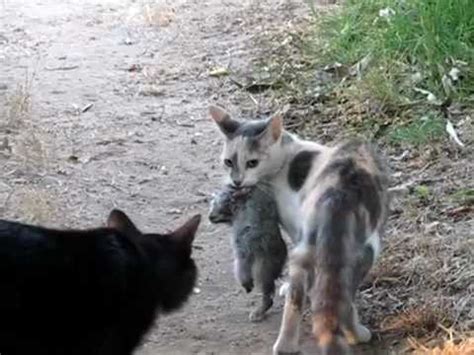 Su Pallosu Gli Straordinari Gatti Marini Della Centenaria Colonia A