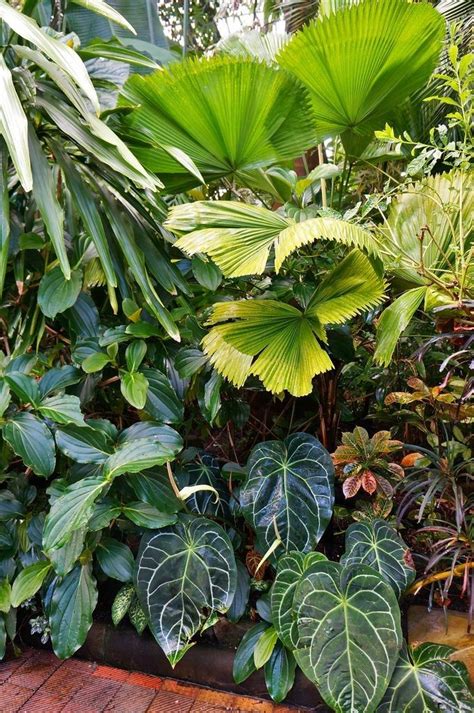 Pin By Bedouet On Jardinerie Tropical Backyard Landscaping Tropical