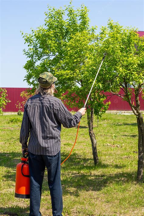 Premium Photo The Gardener Processes Fruit Trees From Diseases And