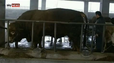 Video: Is this the world's largest bull? He weighs 1,887kg! - Agriland.ie