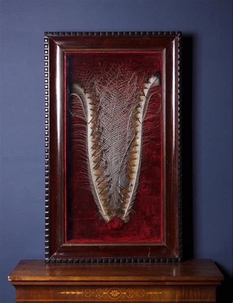 Antique taxidermy Lyrebird Tail feathers – Frankie Fuller